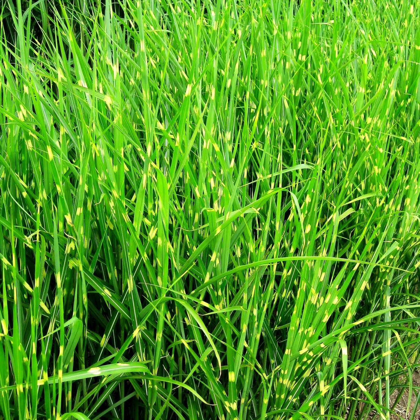 Aufrechter Zebraschilf 'Strictus' (Miscanthus sinensis)