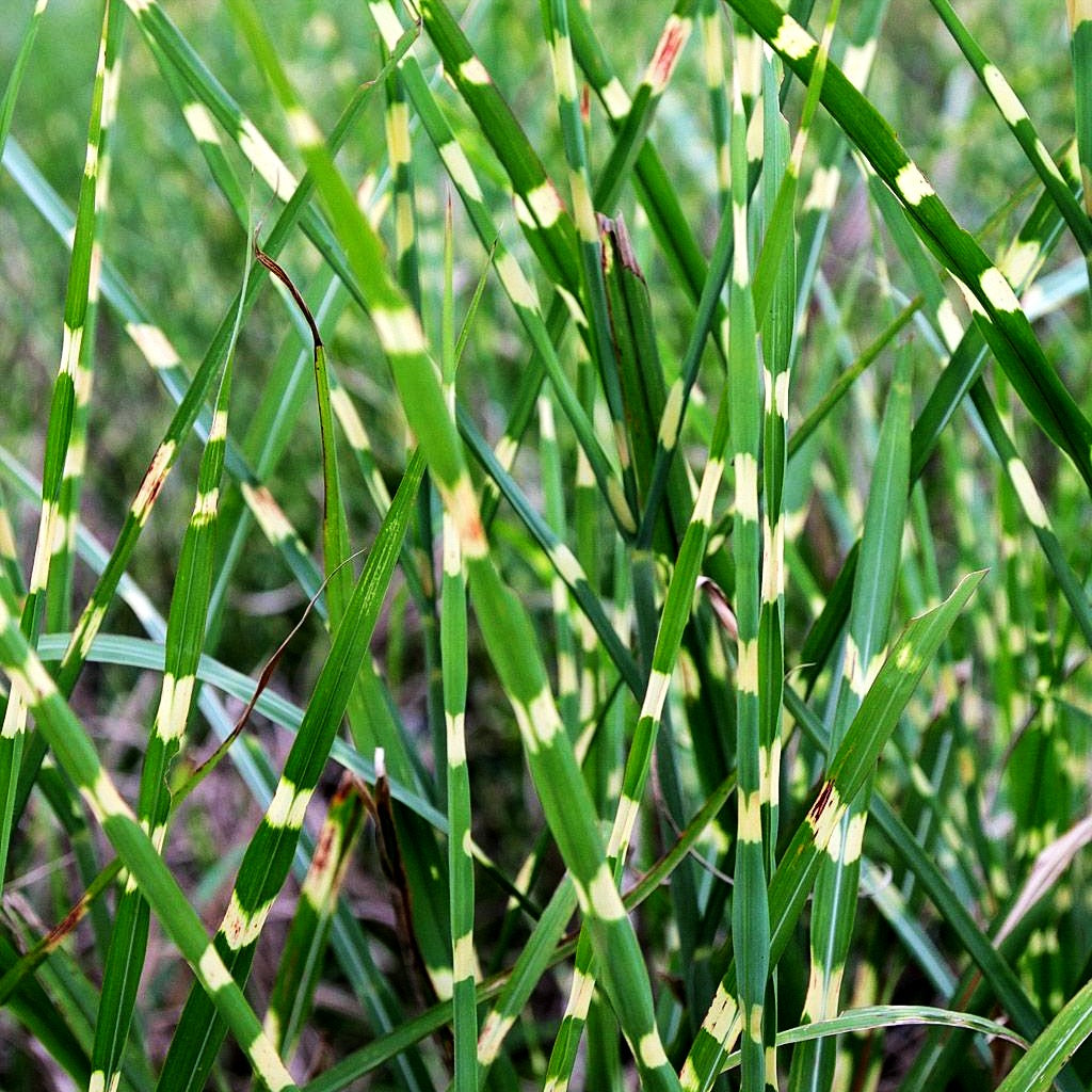 Aufrechter Zebraschilf 'Strictus' (Miscanthus sinensis)