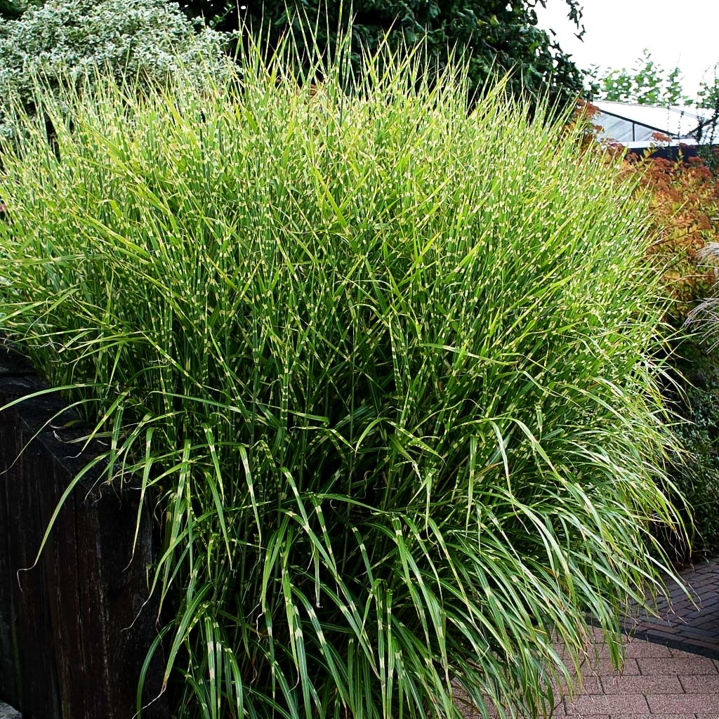 Aufrechter Zebraschilf 'Strictus' (Miscanthus sinensis)