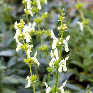 Aufrechter Ziest (Stachys recta)