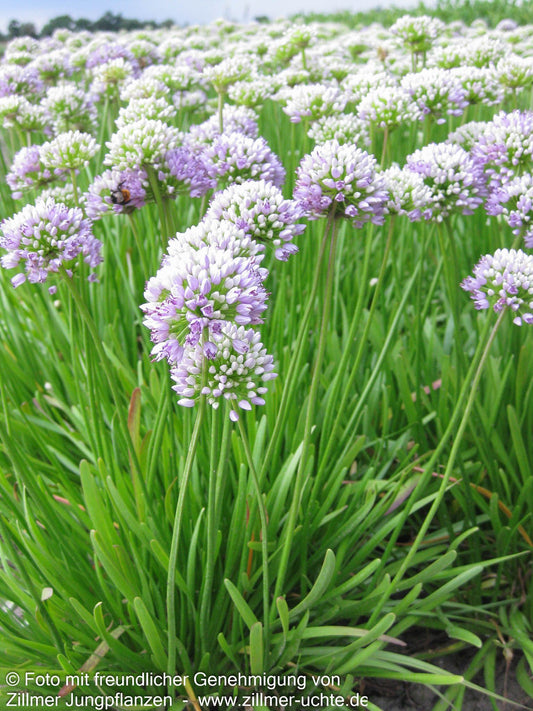 Ausdauernder Berg-Lauch (Allium senescens)