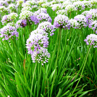 Ausdauernder Berg-Lauch (Allium senescens)