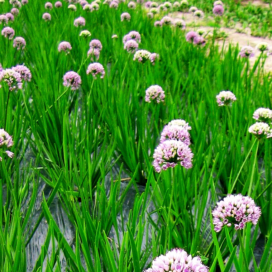 Ausdauernder Berg-Lauch (Allium senescens)