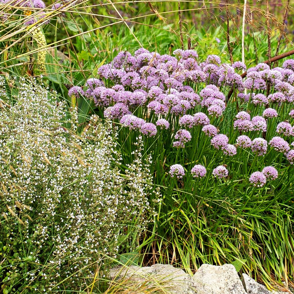 Ausdauernder Berg-Lauch (Allium senescens)