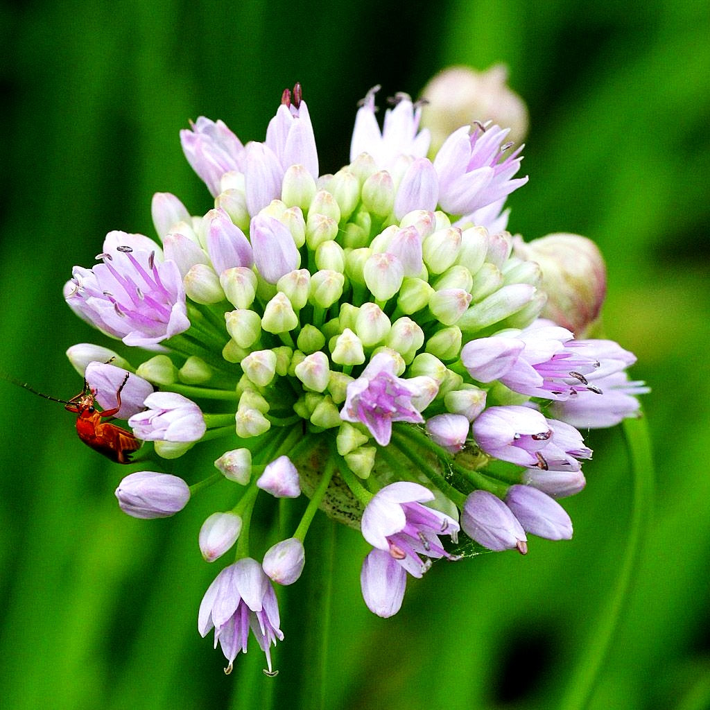 Ausdauernder Berg-Lauch (Allium senescens)