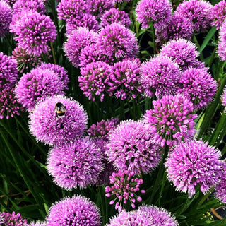 Ausdauernder Berg-Lauch 'Millenium' (Allium senescens)