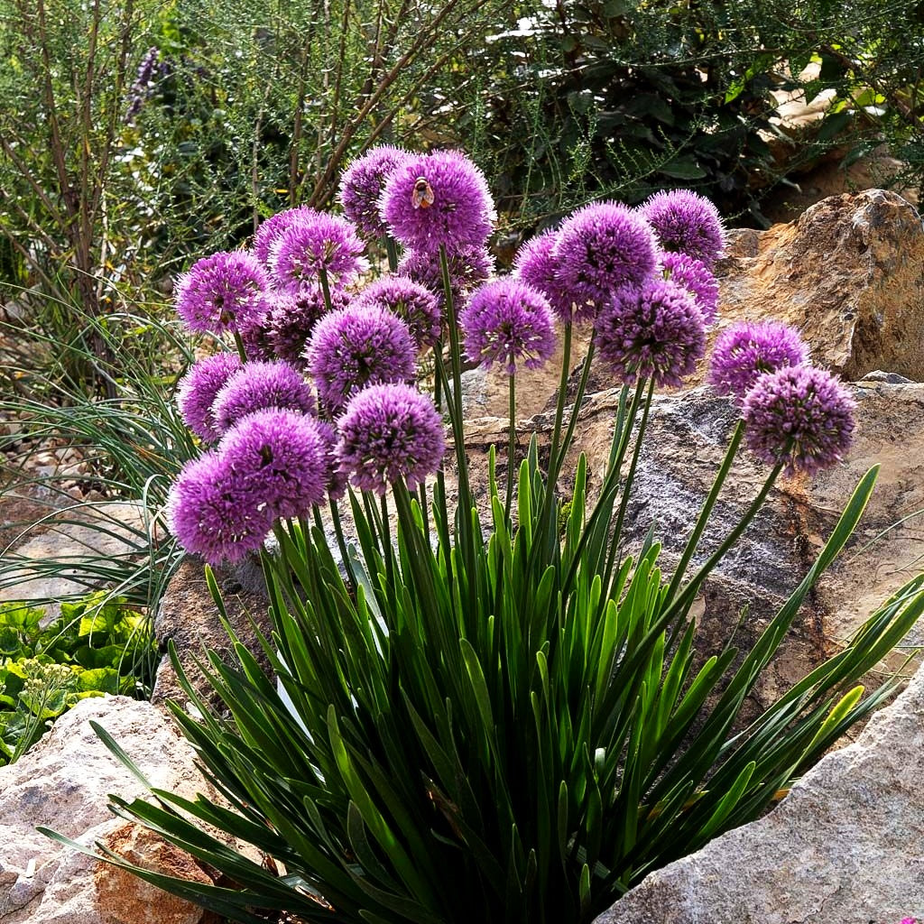 Ausdauernder Berg-Lauch 'Millenium' (Allium senescens)