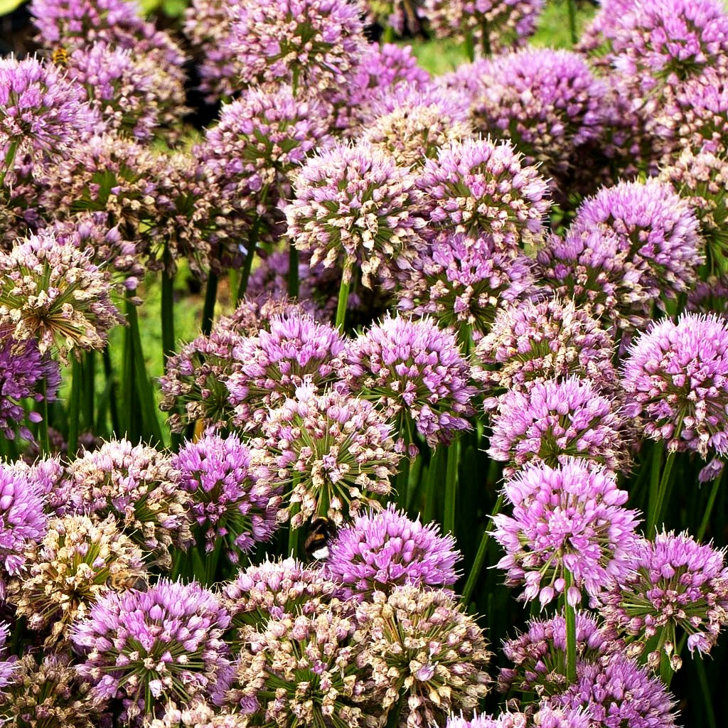 Ausdauernder Berg-Lauch 'Millenium' (Allium senescens)