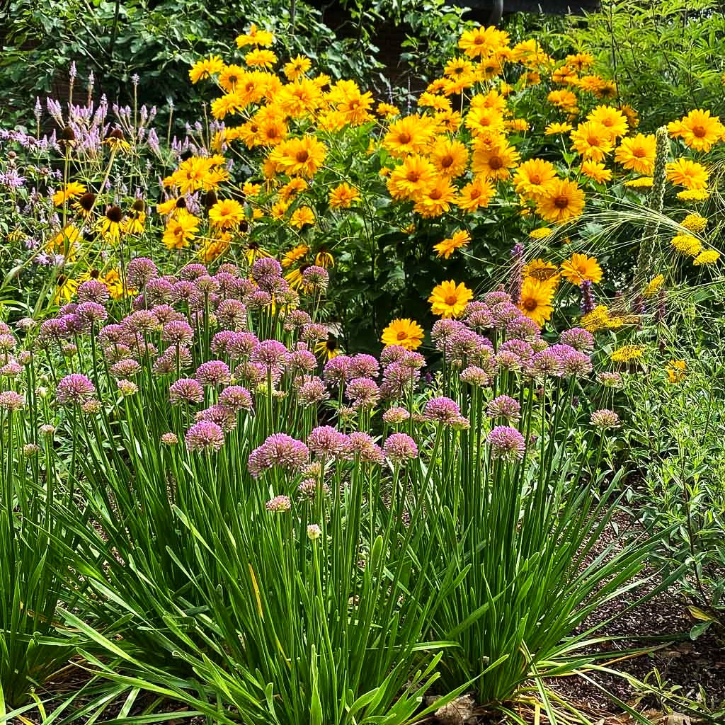 Ausdauernder Berg-Lauch 'Millenium' (Allium senescens)
