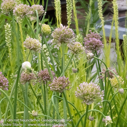 Ausdauernder Berg-Lauch 'Pink Planet' (Allium senescens)