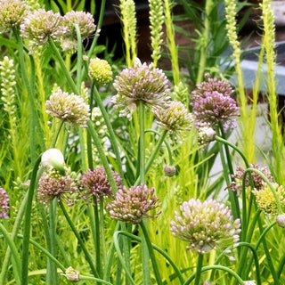 Ausdauernder Berg-Lauch 'Pink Planet' (Allium senescens)