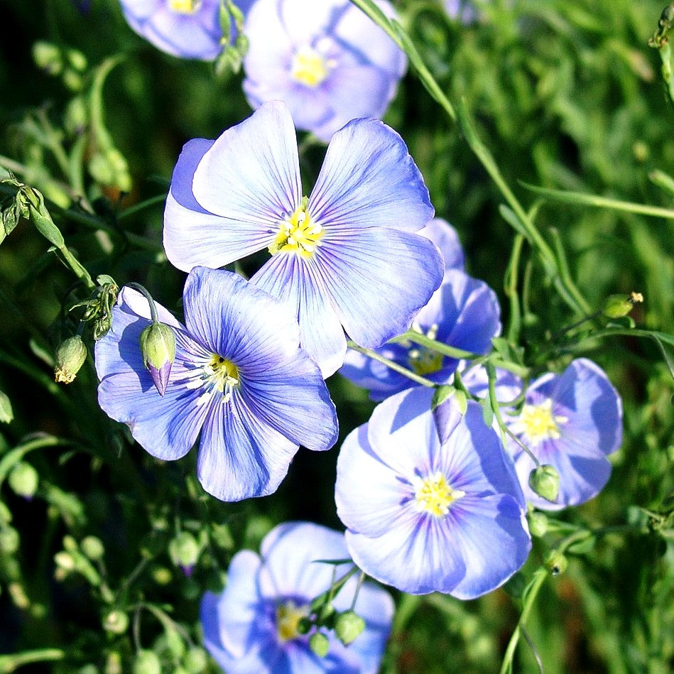 Ausdauernder Lein (Linum perenne)