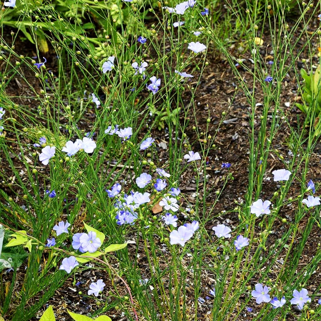 Ausdauernder Lein (Linum perenne)