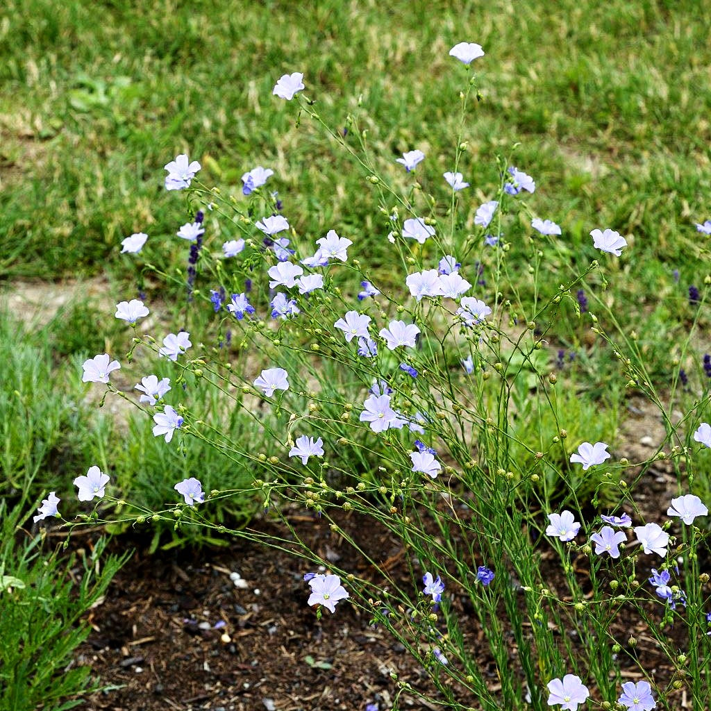 Ausdauernder Lein (Linum perenne)