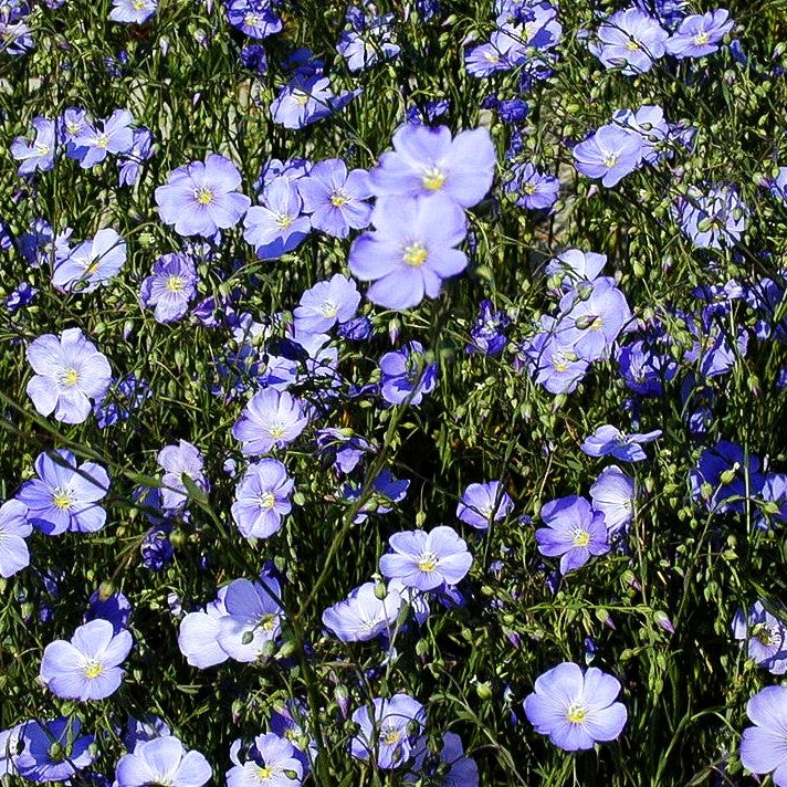 Ausdauernder Lein (Linum perenne)