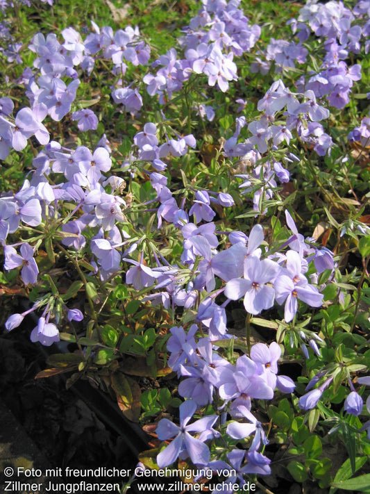 Ausläufer-Flammenblume 'Blue Ridge' (Phlox stolonifera)