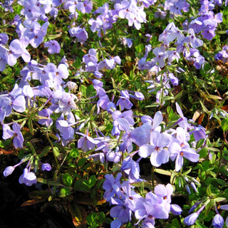 Ausläufer-Flammenblume 'Blue Ridge' (Phlox stolonifera)