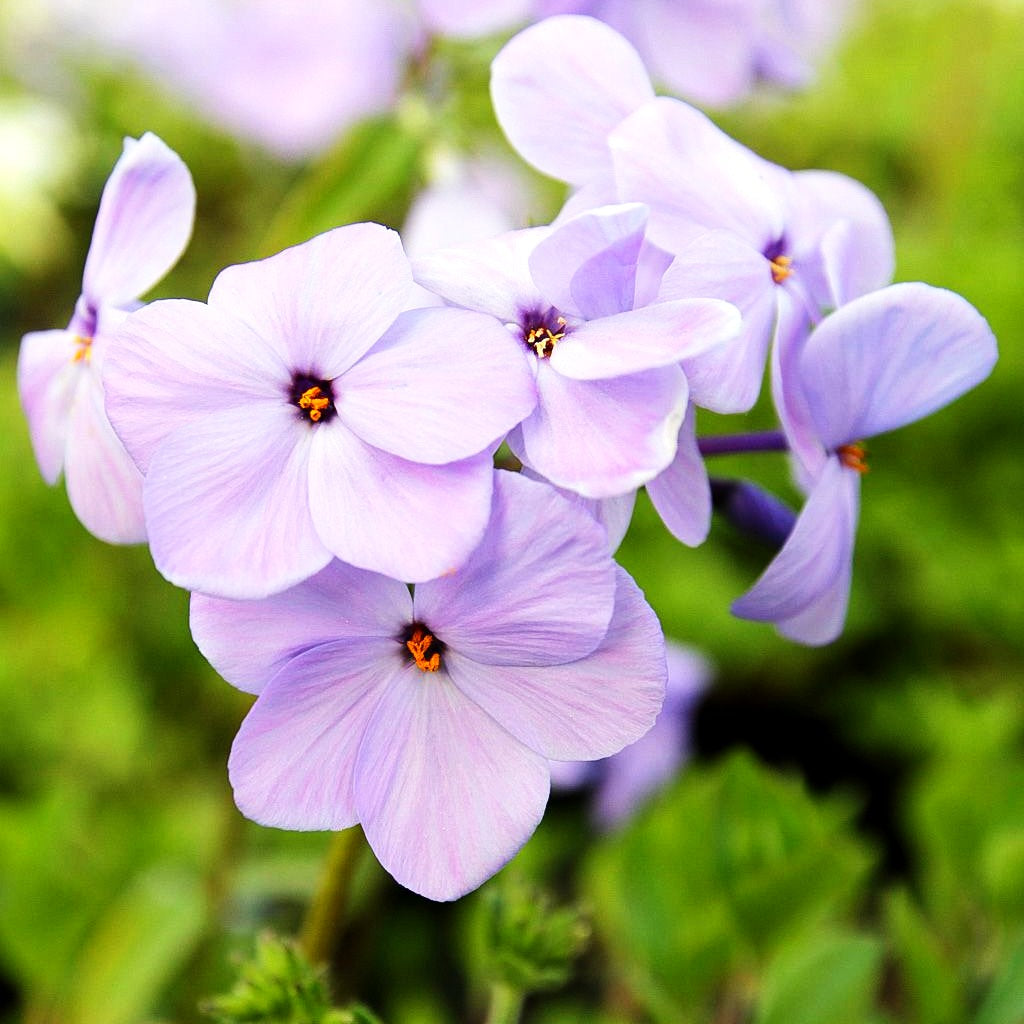Ausläufer-Flammenblume 'Blue Ridge' (Phlox stolonifera)