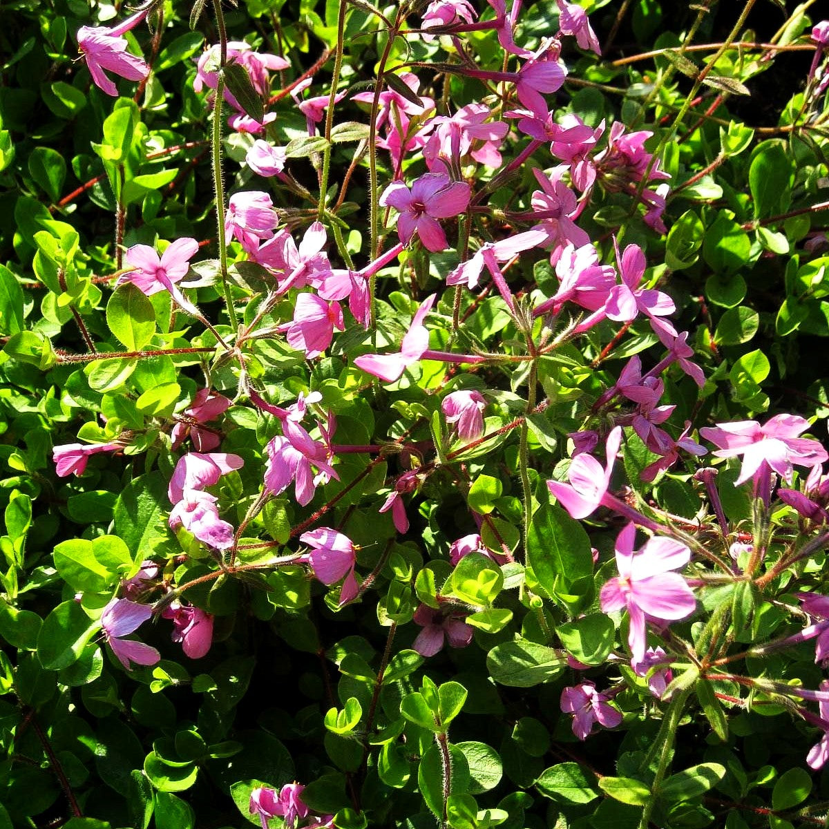 Ausläufer-Flammenblume 'Home Fires' (Phlox stolonifera)