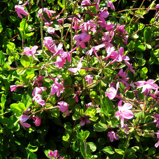 Ausläufer-Flammenblume 'Home Fires' (Phlox stolonifera)