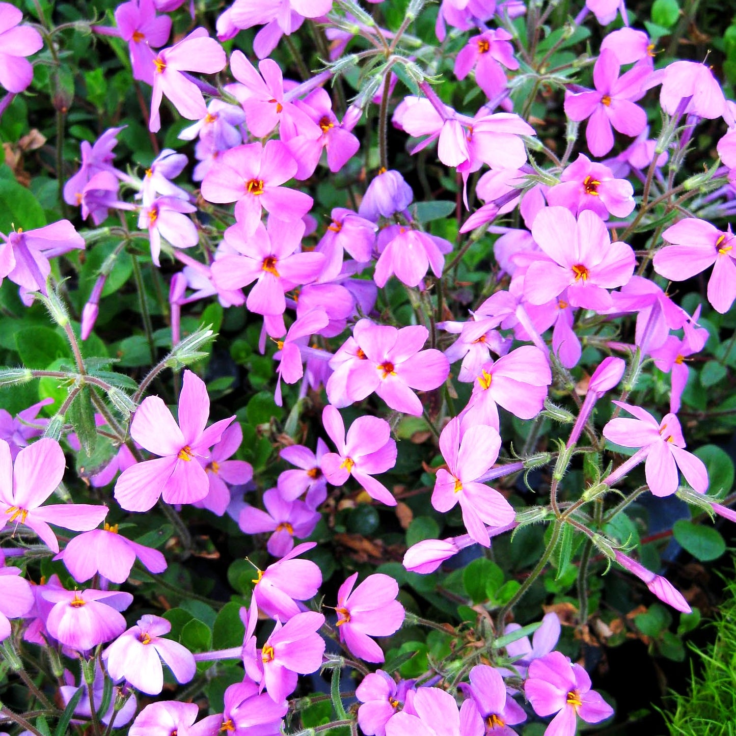 Ausläufer-Flammenblume 'Home Fires' (Phlox stolonifera)