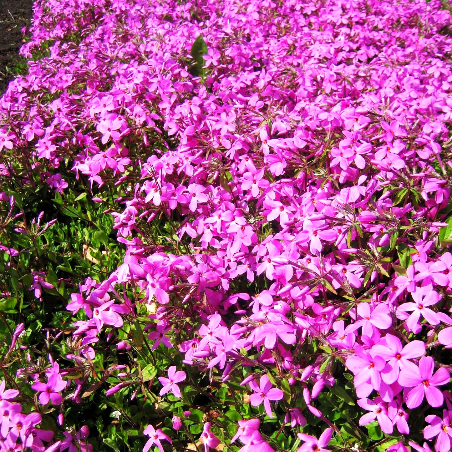 Ausläufer-Flammenblume 'Home Fires' (Phlox stolonifera)