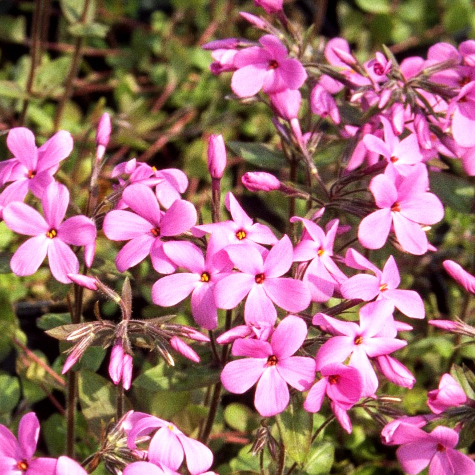 Ausläufer-Flammenblume 'Home Fires' (Phlox stolonifera)