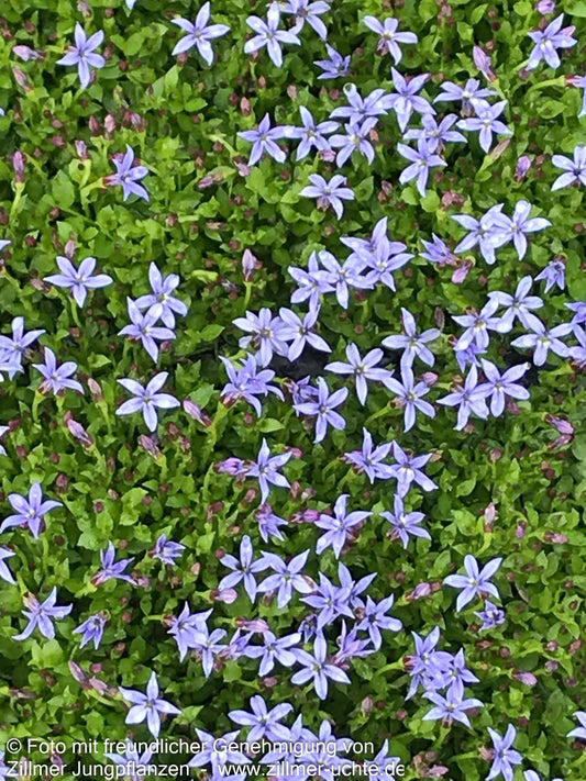 Australische Scheinlobelie 'Dark Blue' (Pratia pedunculata)