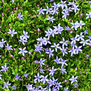Australische Scheinlobelie 'Dark Blue' (Pratia pedunculata)