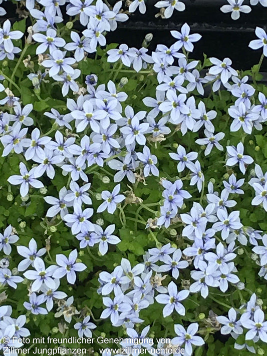 Australische Scheinlobelie (Pratia pedunculata)