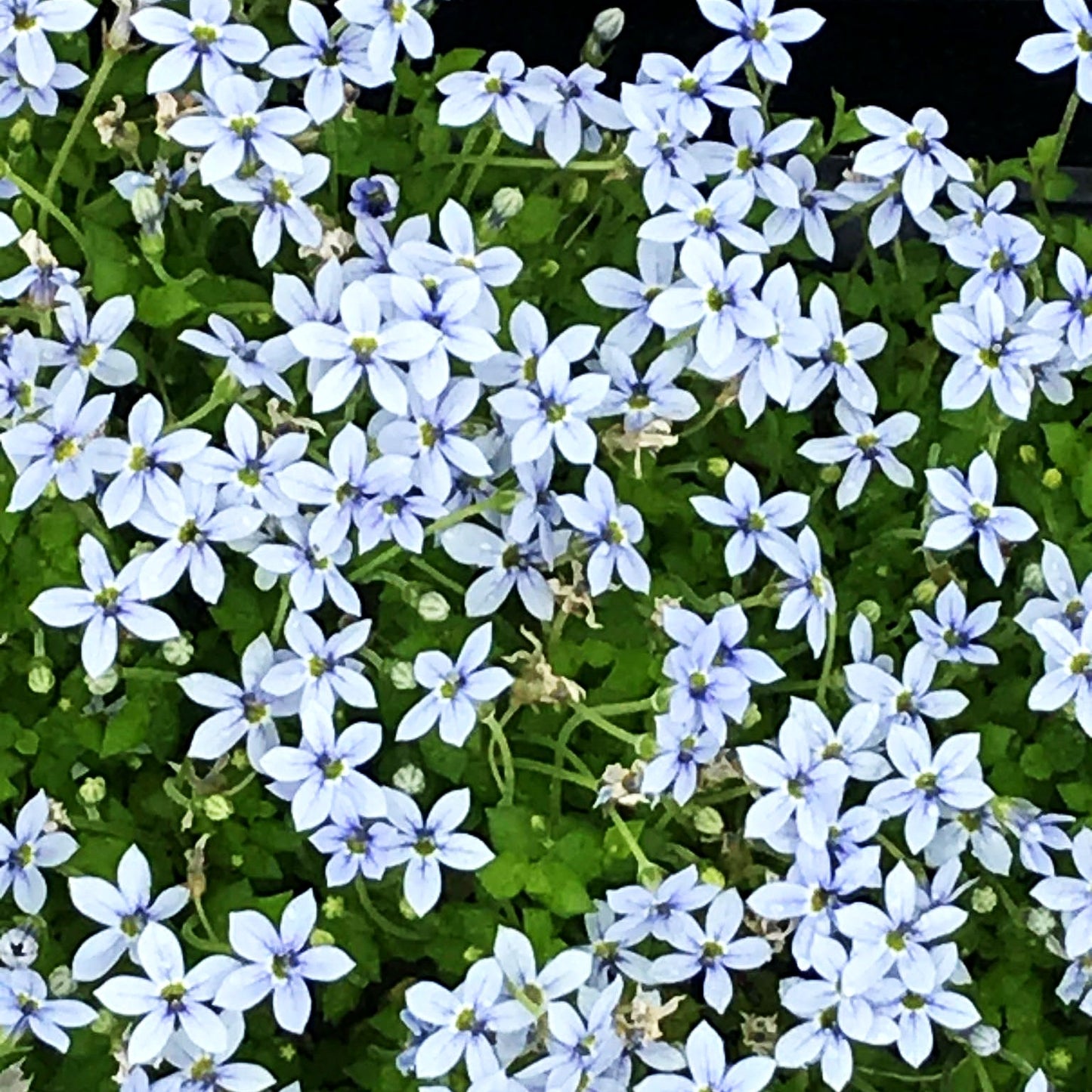Australische Scheinlobelie (Pratia pedunculata)
