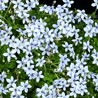 Australische Scheinlobelie (Pratia pedunculata)
