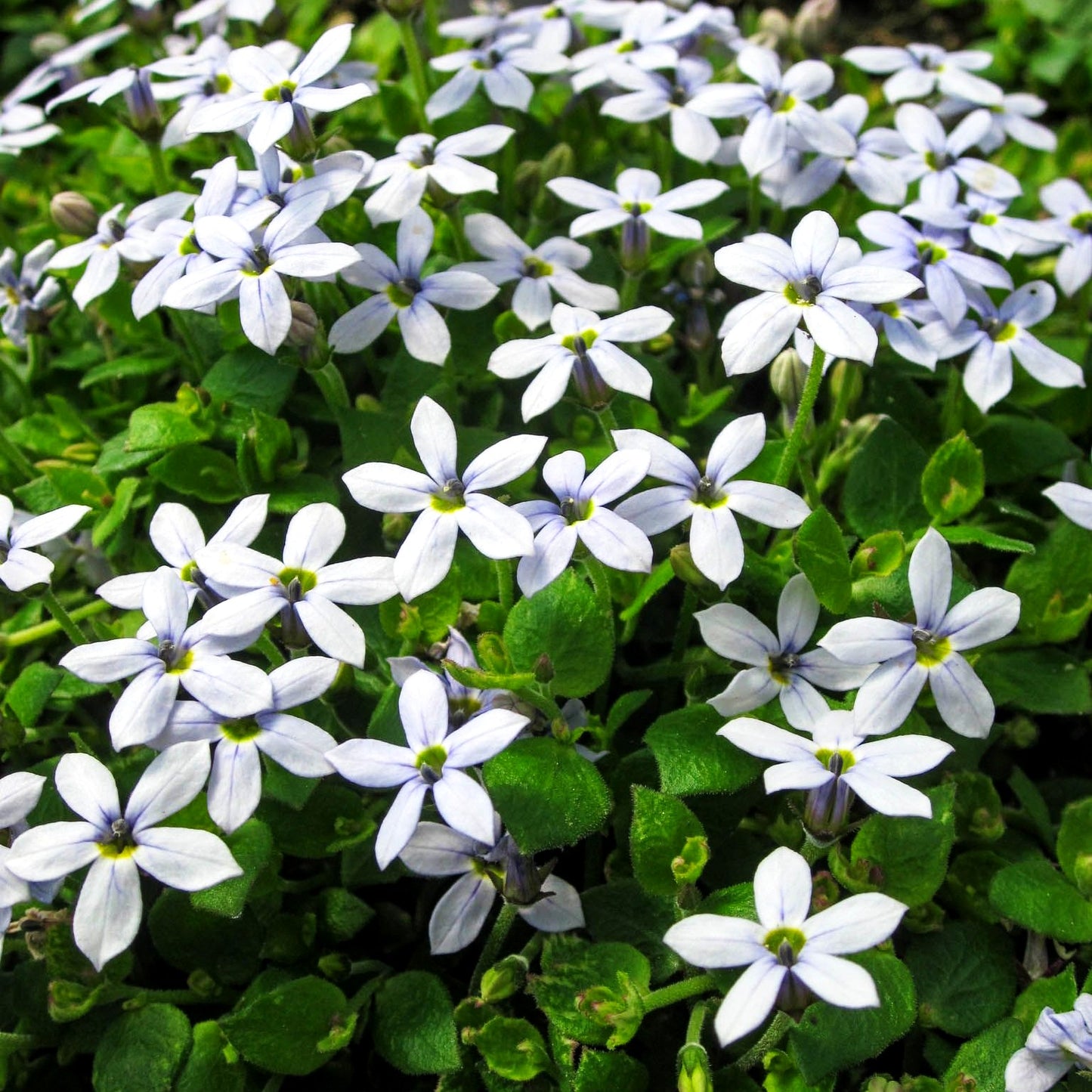 Australische Scheinlobelie (Pratia pedunculata)