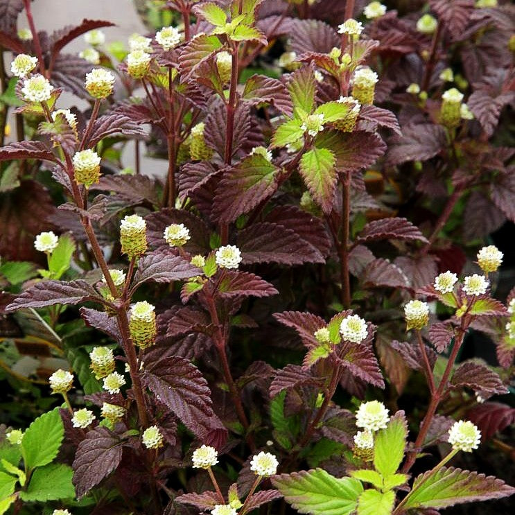 Aztekisches Süßkraut (Lippia dulcis)