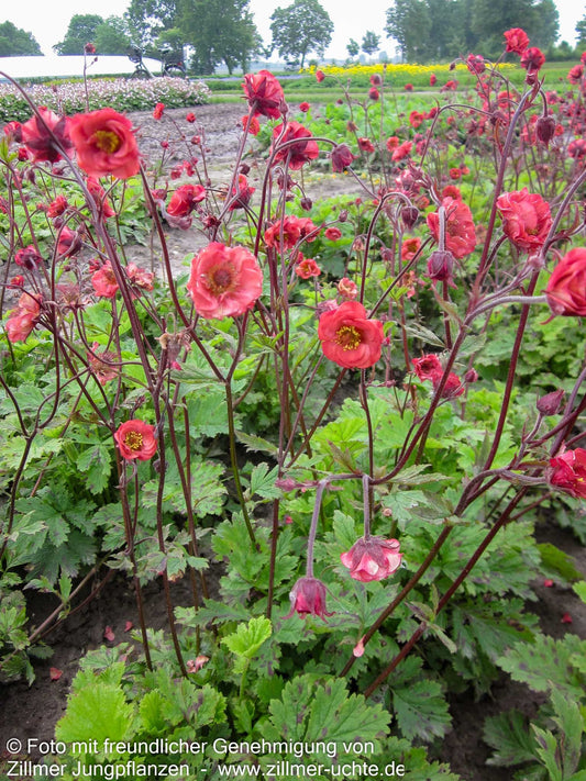 Bach-Nelkenwurz 'Flames of Passion' (Geum rivale)