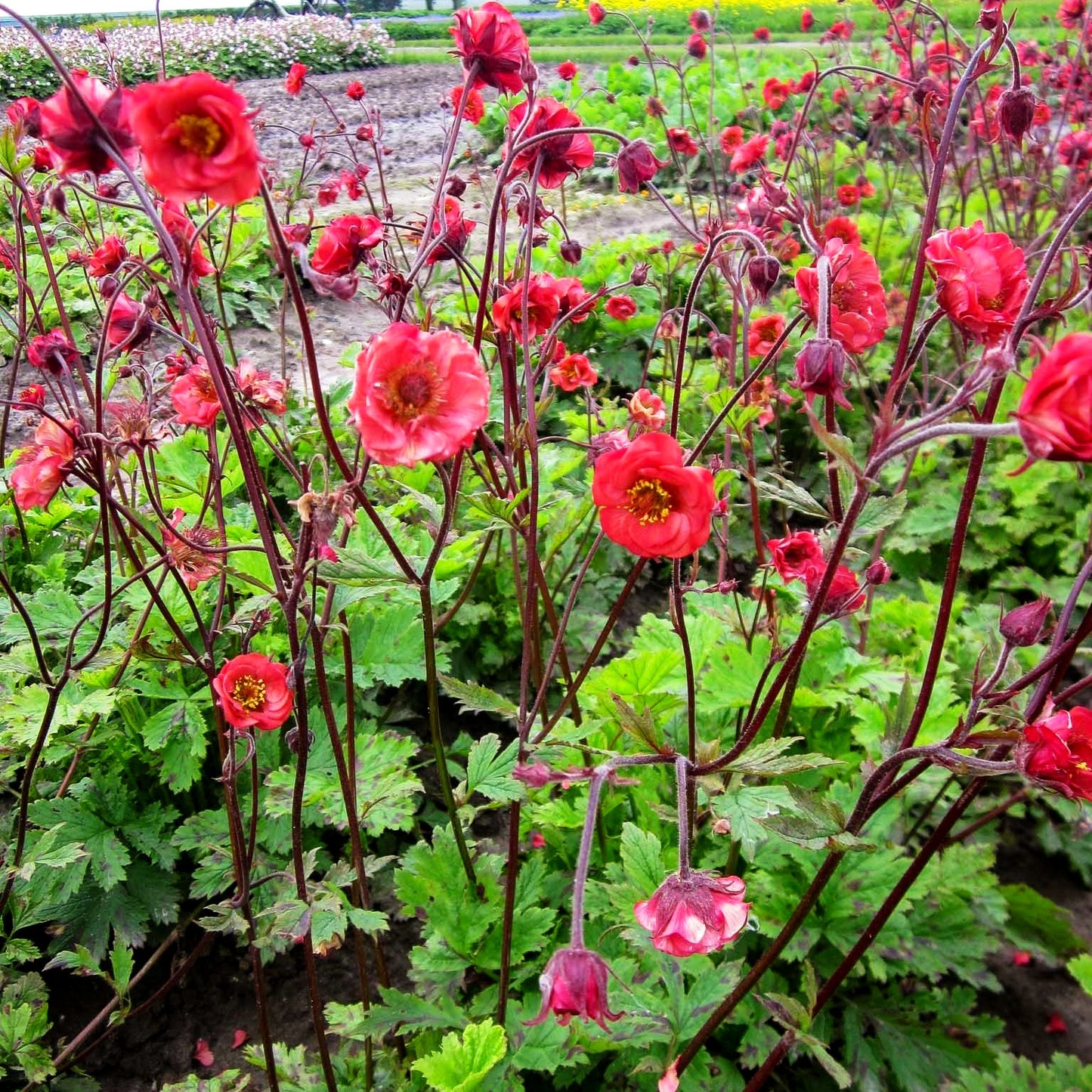 Bach-Nelkenwurz 'Flames of Passion' (Geum rivale)