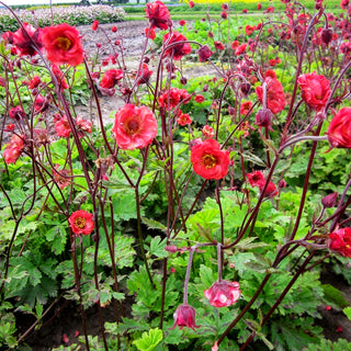 Bach-Nelkenwurz 'Flames of Passion' (Geum rivale)