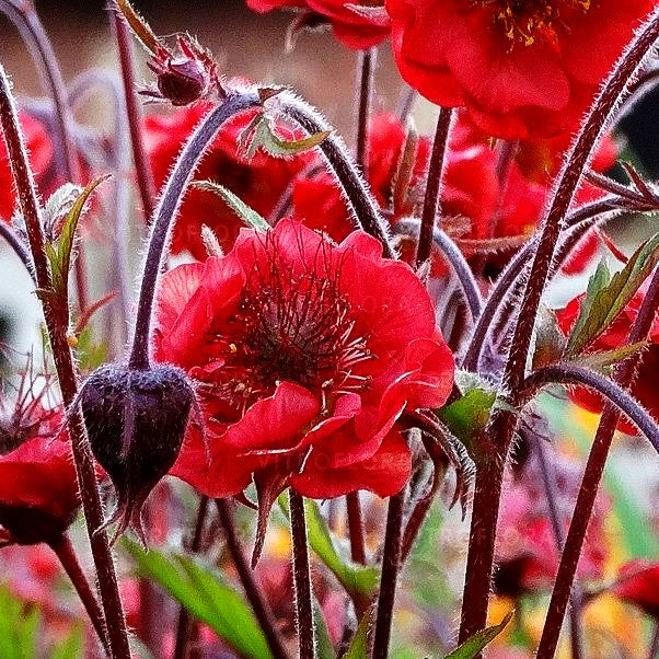 Bach-Nelkenwurz 'Flames of Passion' (Geum rivale)