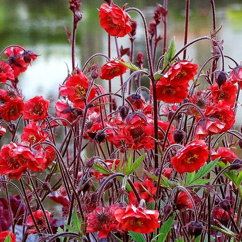 Bach-Nelkenwurz 'Flames of Passion' (Geum rivale)