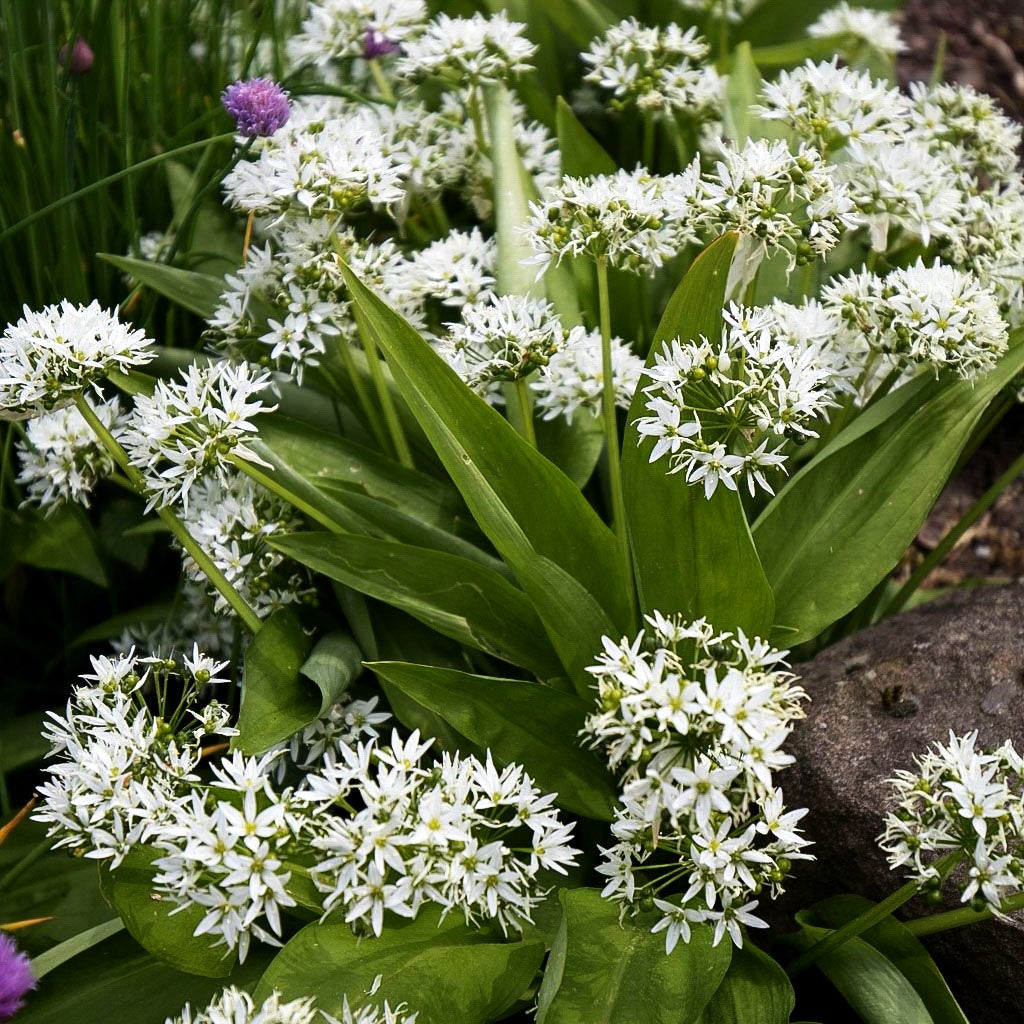 Bär-Lauch (Allium ursinum)