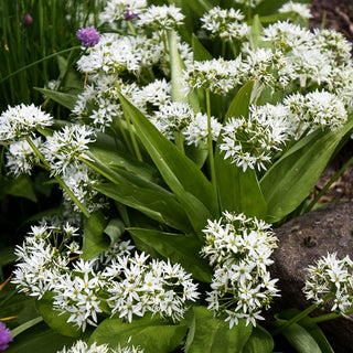 Bär-Lauch (Allium ursinum)