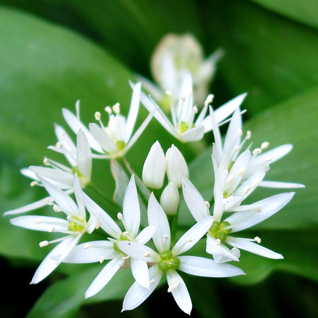 Bär-Lauch (Allium ursinum)
