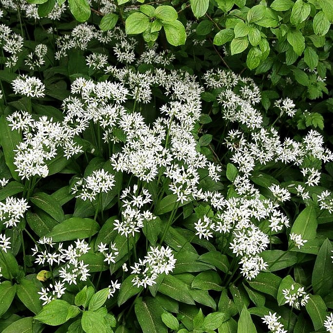 Bär-Lauch (Allium ursinum)