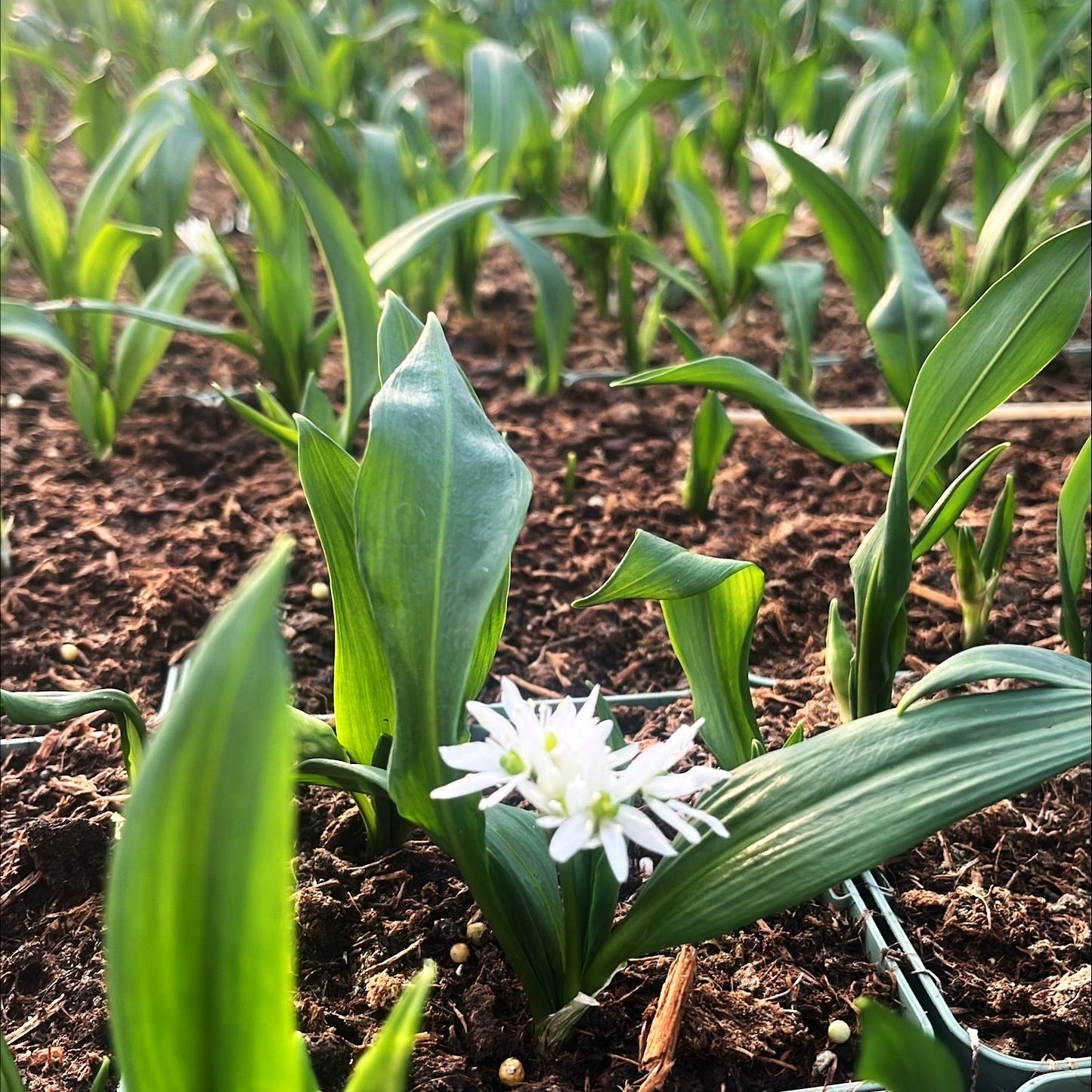 Bär-Lauch (Allium ursinum)