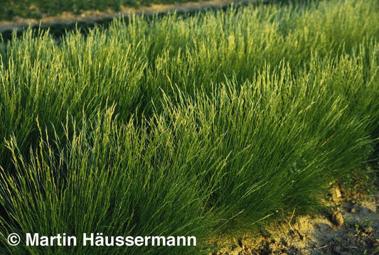 Bärenfell-Schwingel (Festuca gautieri)