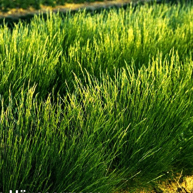 Bärenfell-Schwingel (Festuca gautieri)