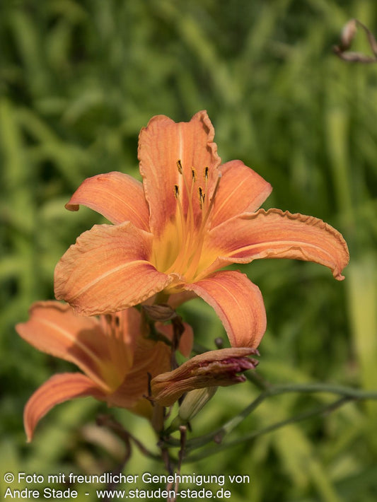 Bahnwärter-Taglilie (Hemerocallis fulva)