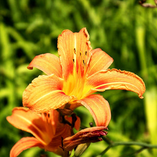 Bahnwärter-Taglilie (Hemerocallis fulva)