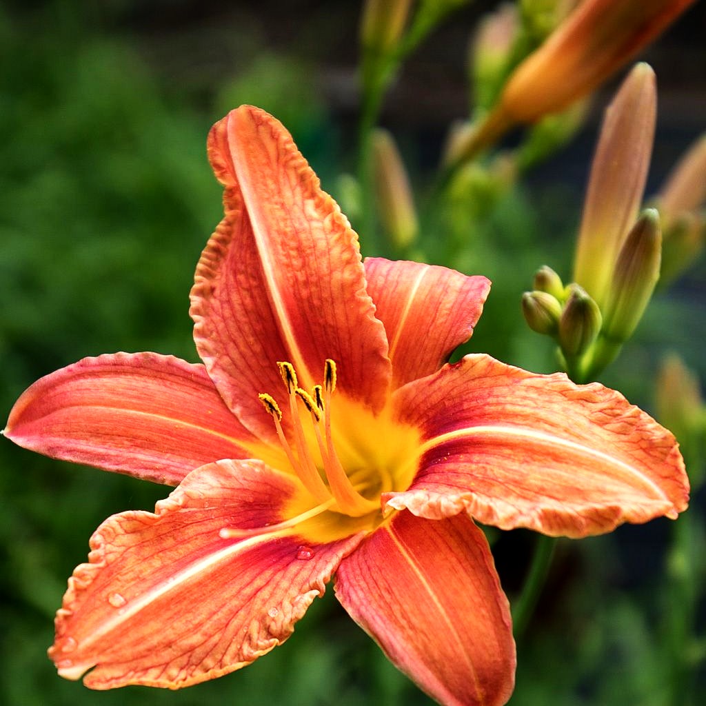 Bahnwärter-Taglilie (Hemerocallis fulva)