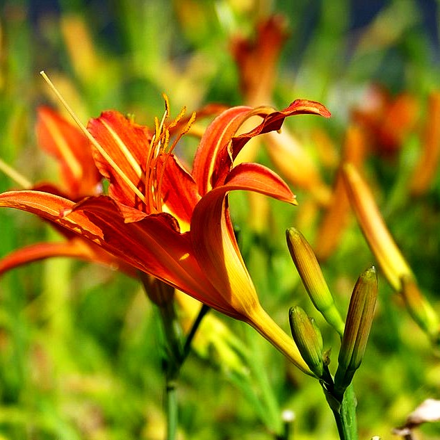 Bahnwärter-Taglilie (Hemerocallis fulva)